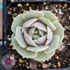 Echeveria Lola