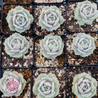 Echeveria Lola