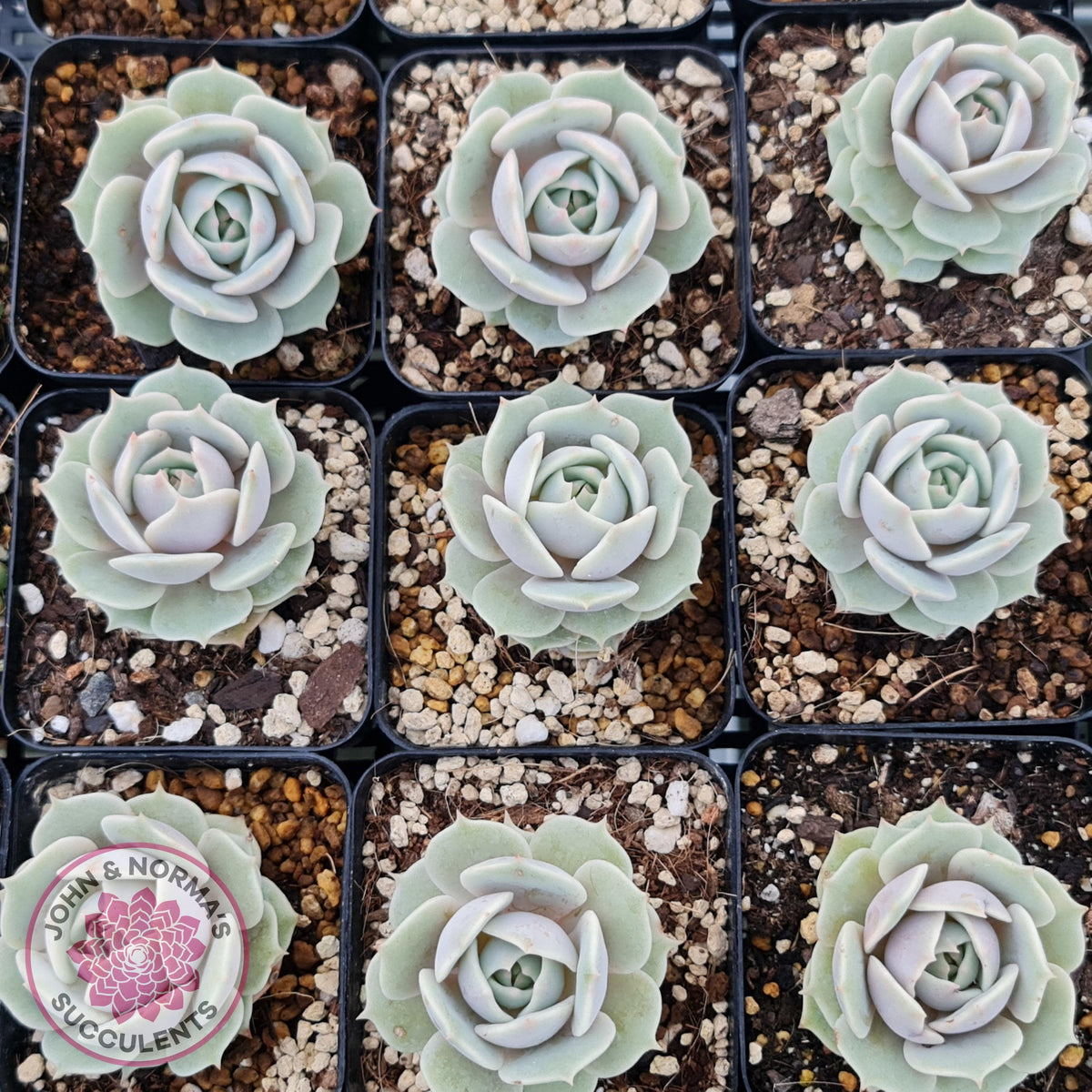 Echeveria Lola