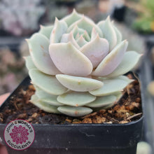 Load image into Gallery viewer, Echeveria Lola - John &amp; Norma&#39;s Succulents
