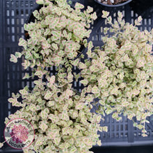 Load image into Gallery viewer, Crassula pellucida subsp. marginalis minima albo variegata - John &amp; Norma&#39;s Succulents
