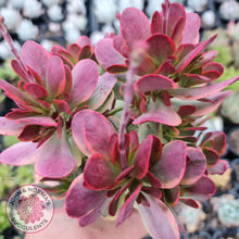 Load image into Gallery viewer, Crassula Platyphylla Variagata - John &amp; Norma&#39;s Succulents
