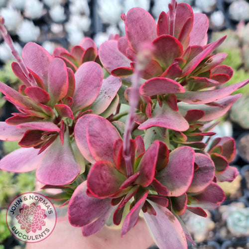 Crassula Platyphylla Variagata - John & Norma's Succulents