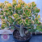 Crassula ovata 'Hummel's Sunset'