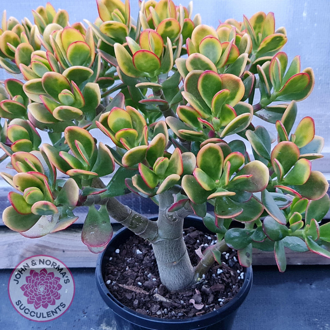 hummel's sunset jade plant Buy Crassula ovata 'Hummel's Sunset' Australia