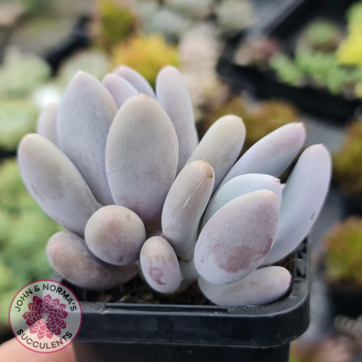 Pachyphytum Glutincaule