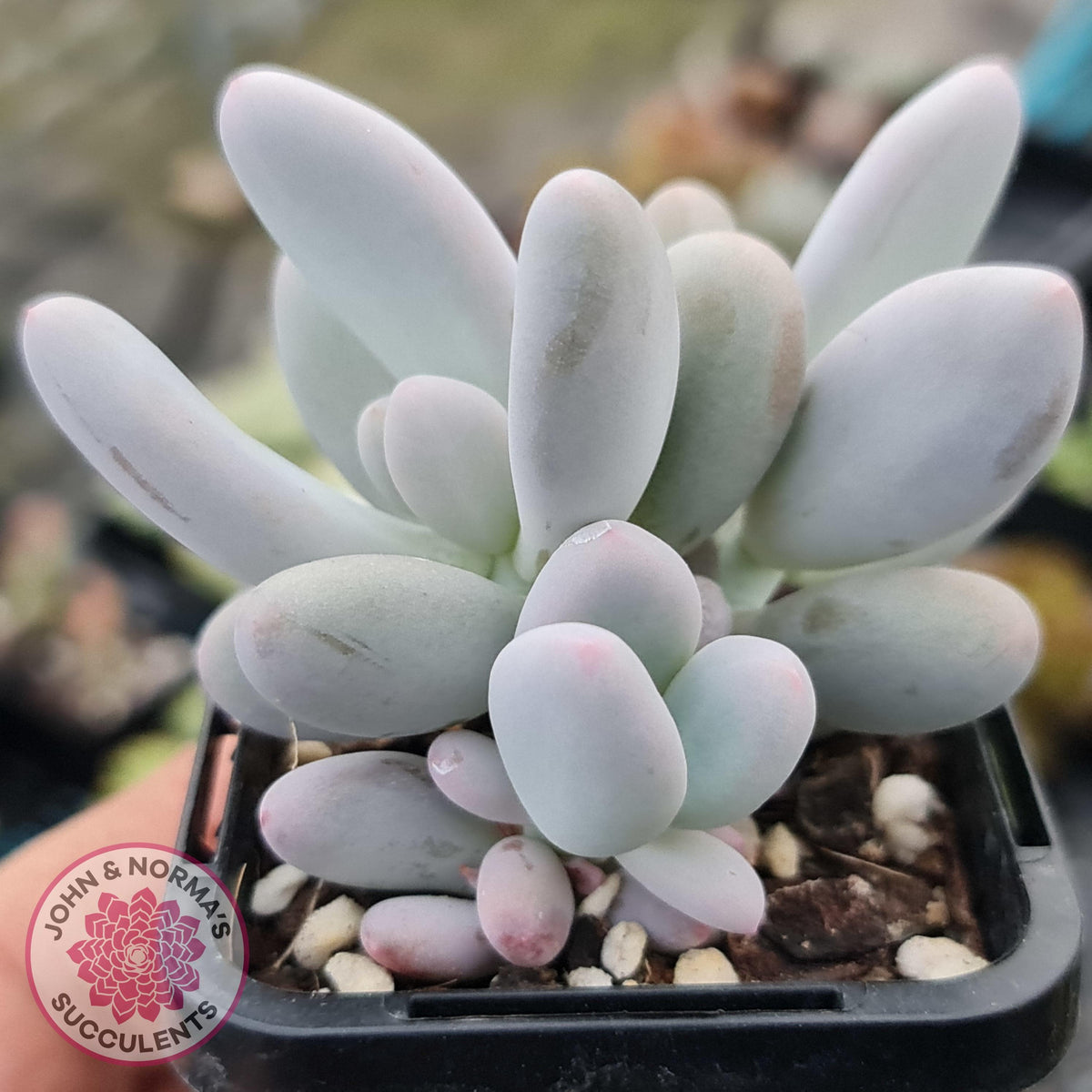 Pachyphytum Glutincaule
