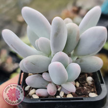 Load image into Gallery viewer, Pachyphytum Glutincaule - John &amp; Norma&#39;s Succulents
