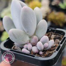 Load image into Gallery viewer, Pachyphytum Glutincaule - John &amp; Norma&#39;s Succulents
