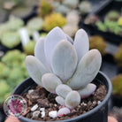 Pachyphytum Glutincaule