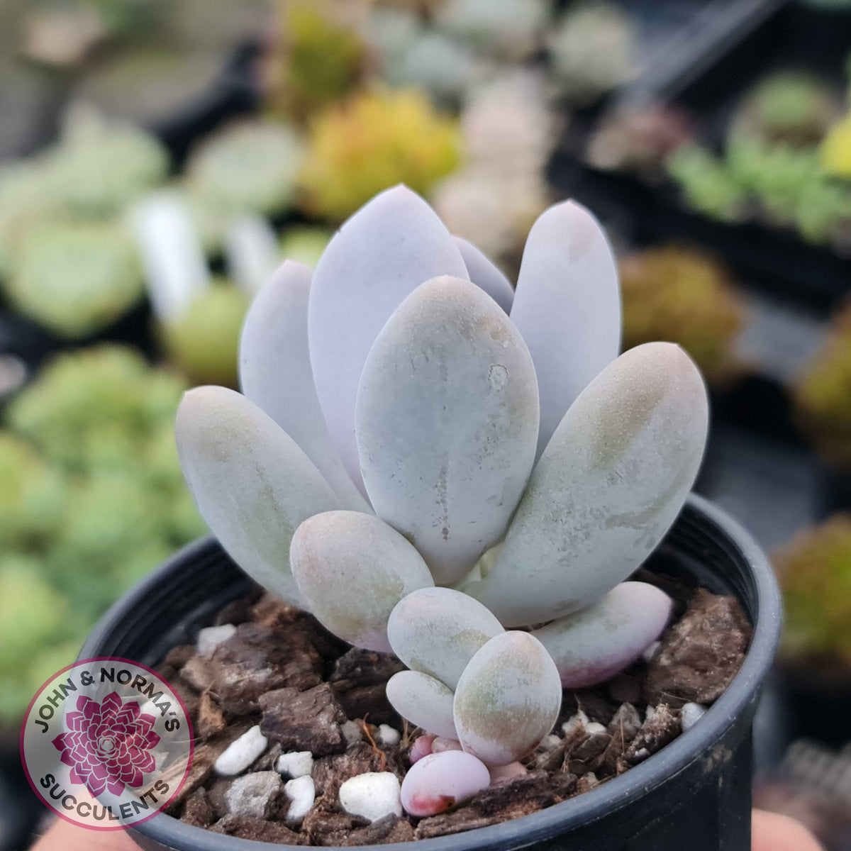 Pachyphytum Glutincaule