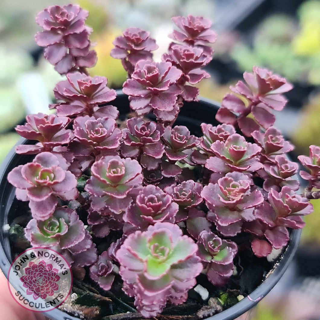 blob succulent Buy Sedum spurium 'Chocolate Blob' Australia