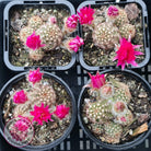 Chamaelopsis Hybrid