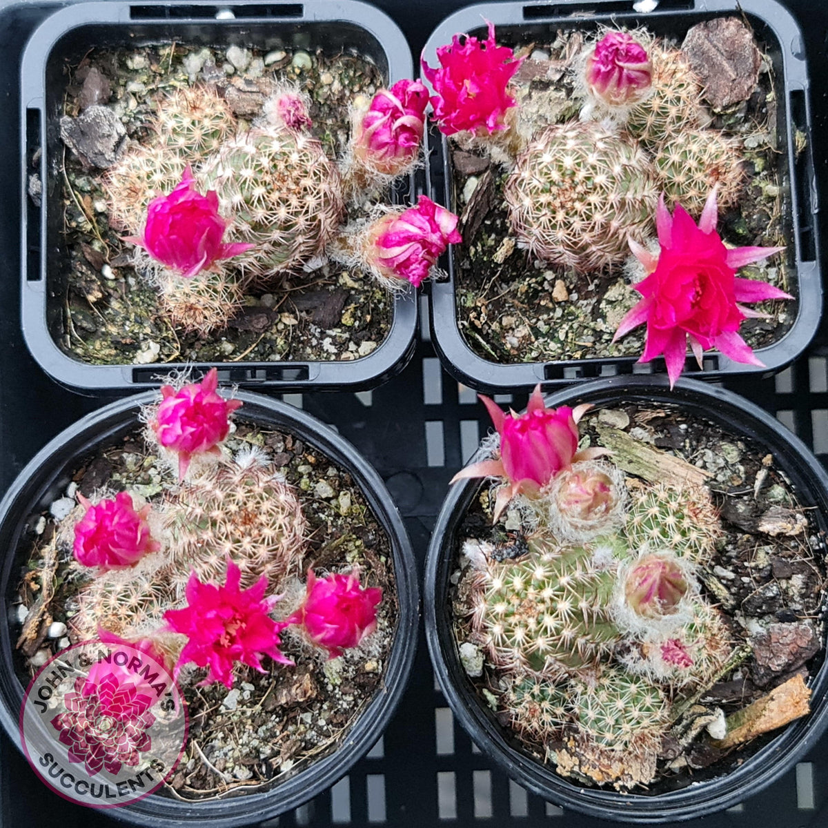 Chamaelopsis Hybrid