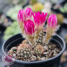 Chamaelopsis Hybrid