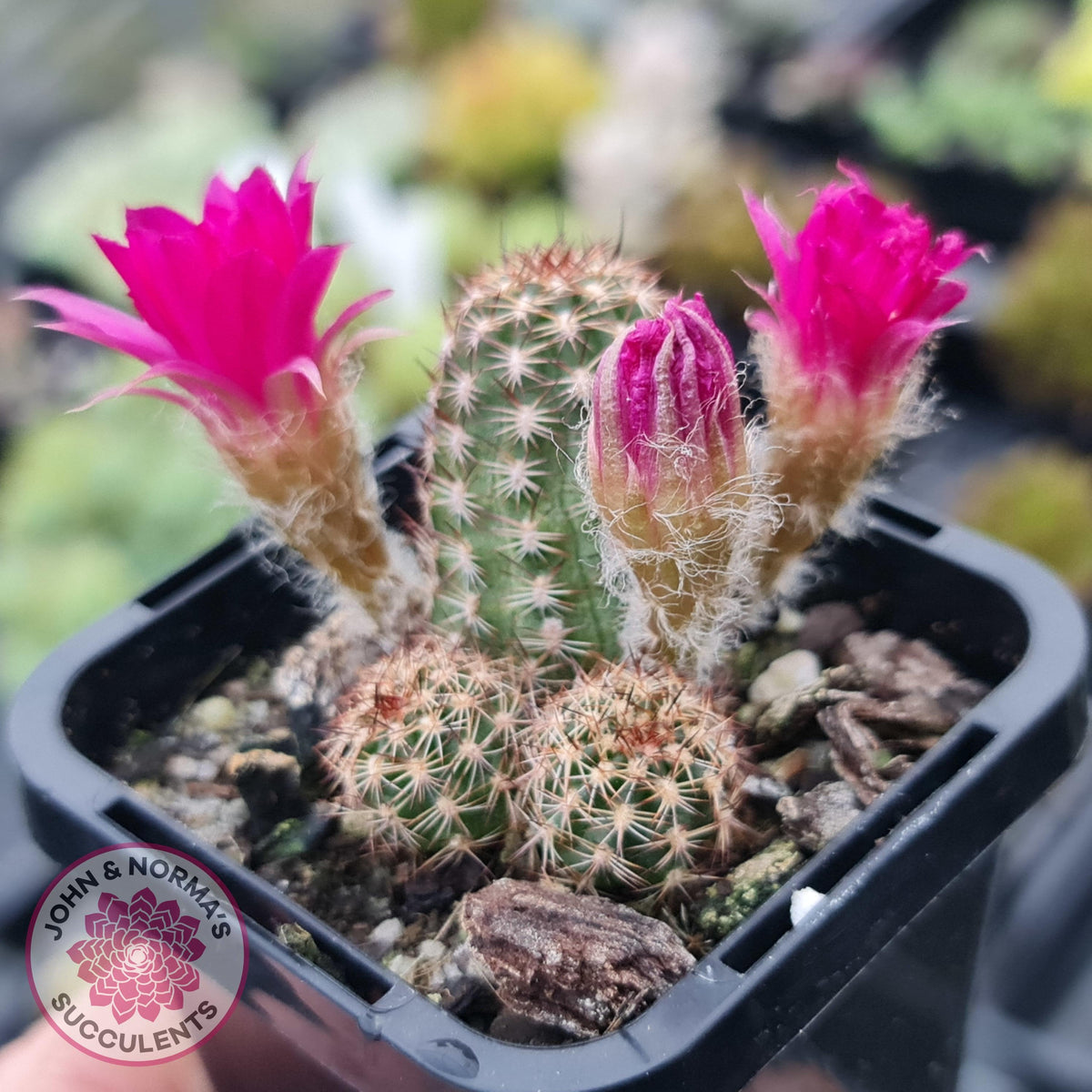 Chamaelopsis Hybrid