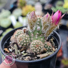 Chamaelopsis Hybrid