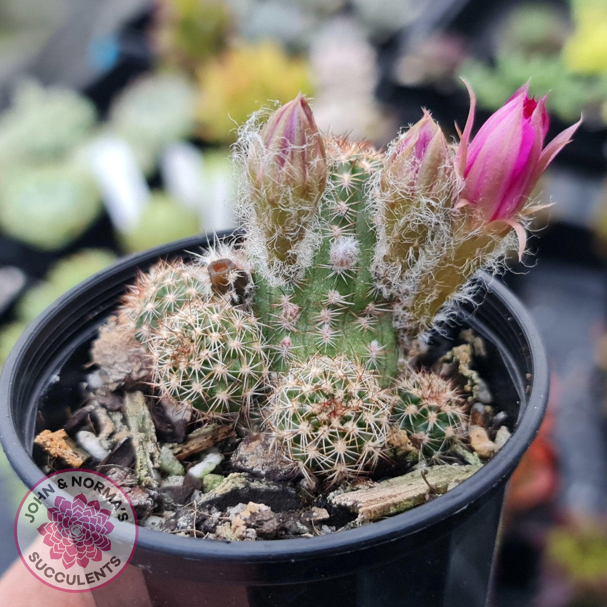 Chamaelopsis Hybrid