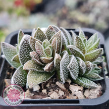 Load image into Gallery viewer, Crassula Frosty - John &amp; Norma&#39;s Succulents
