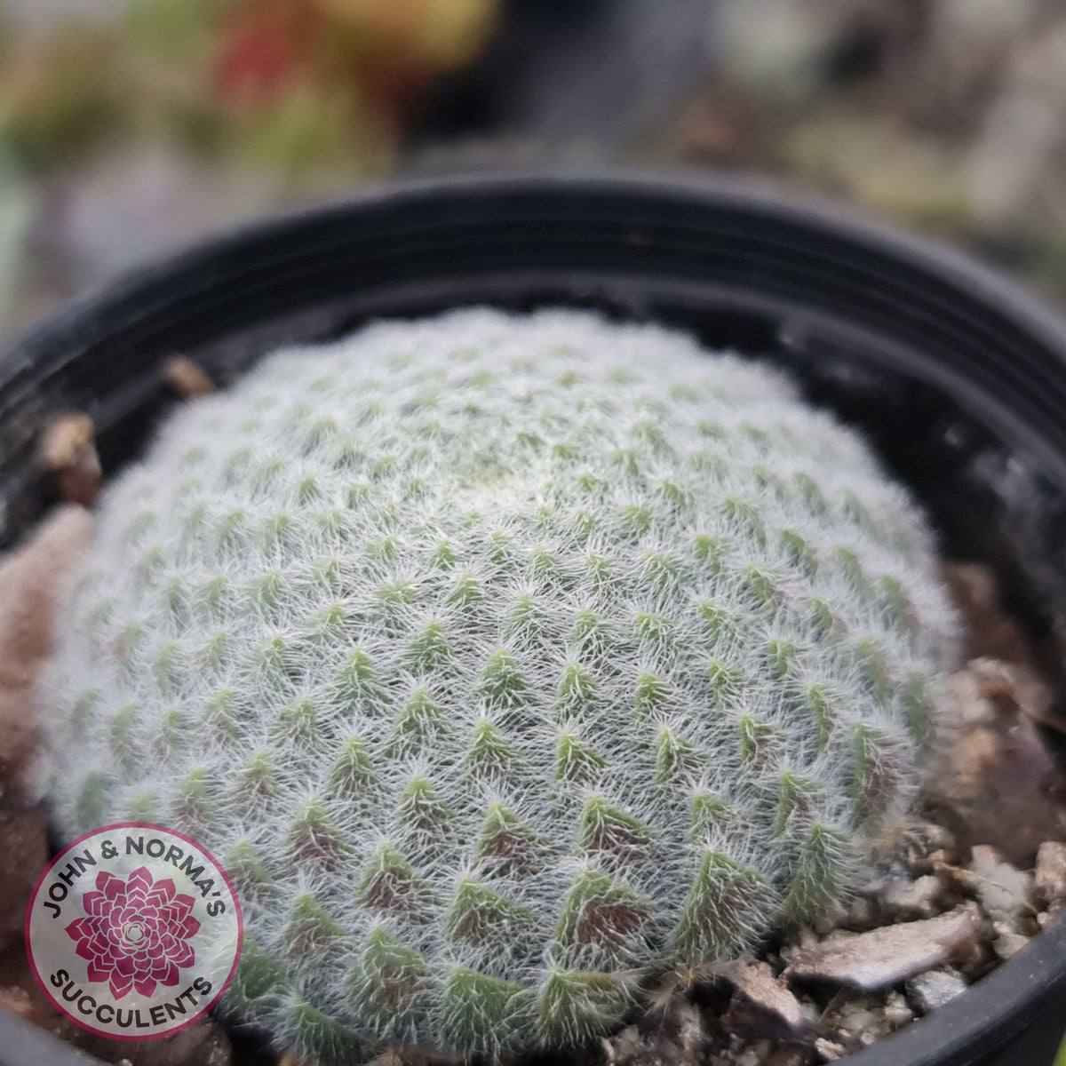 Sempervivum Ciliosum (multi)