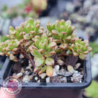 Aeonium sedifolium