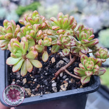 Load image into Gallery viewer, Aeonium sedifolium - John &amp; Norma&#39;s Succulents
