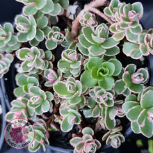 Load image into Gallery viewer, Sedum Spurium &#39;Tricolor&#39; - John &amp; Norma&#39;s Succulents
