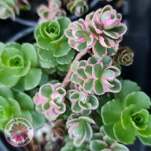 Load image into Gallery viewer, Sedum Spurium &#39;Tricolor&#39; - John &amp; Norma&#39;s Succulents
