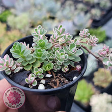 Load image into Gallery viewer, Sedum Spurium &#39;Tricolor&#39; - John &amp; Norma&#39;s Succulents
