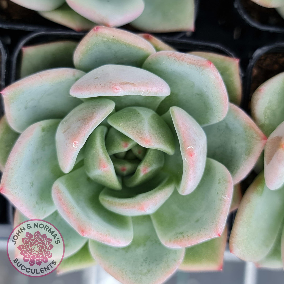 Echeveria 'White Night Champagne'