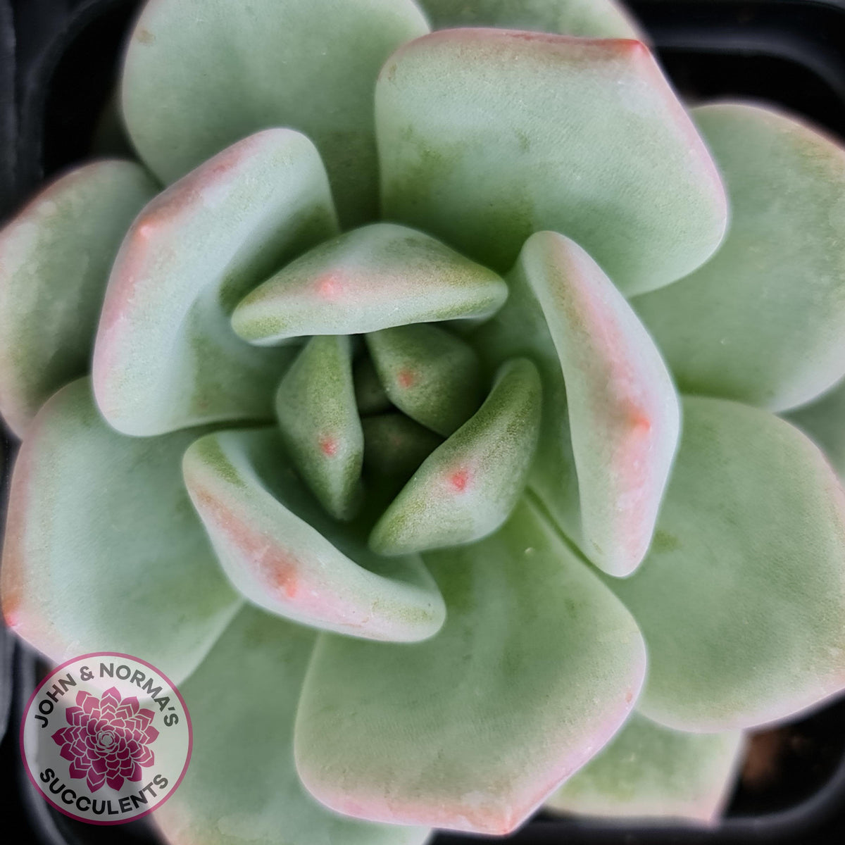 Echeveria 'White Night Champagne'