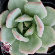 Load image into Gallery viewer, Echeveria White Night Champagne - John &amp; Norma&#39;s Succulents
