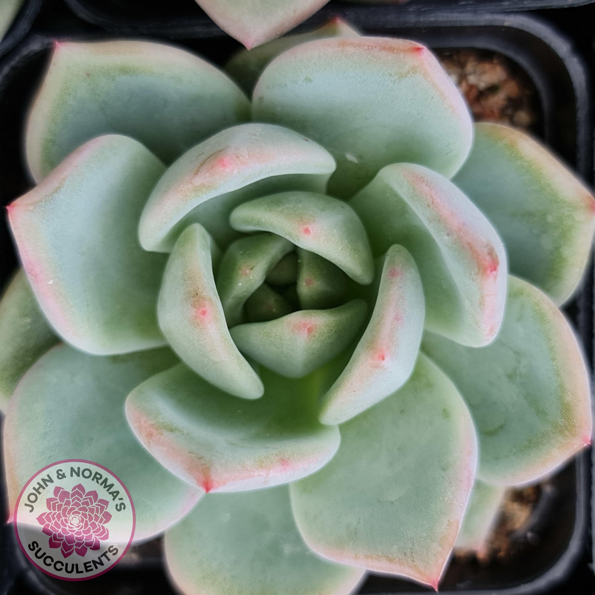 Echeveria 'White Night Champagne'