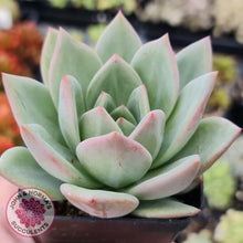 Load image into Gallery viewer, Echeveria White Night Champagne - John &amp; Norma&#39;s Succulents
