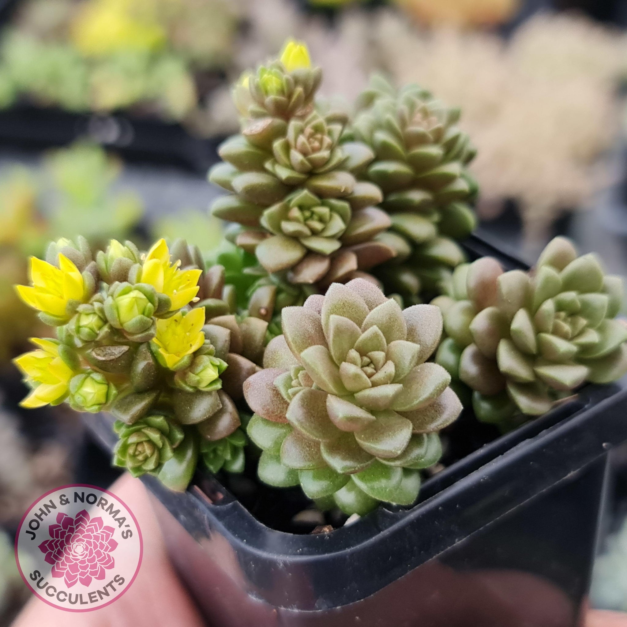 succulent little gem Buy Cremnosedum Little Gem Australia