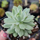 Sedeveria Markus Silk Variegation
