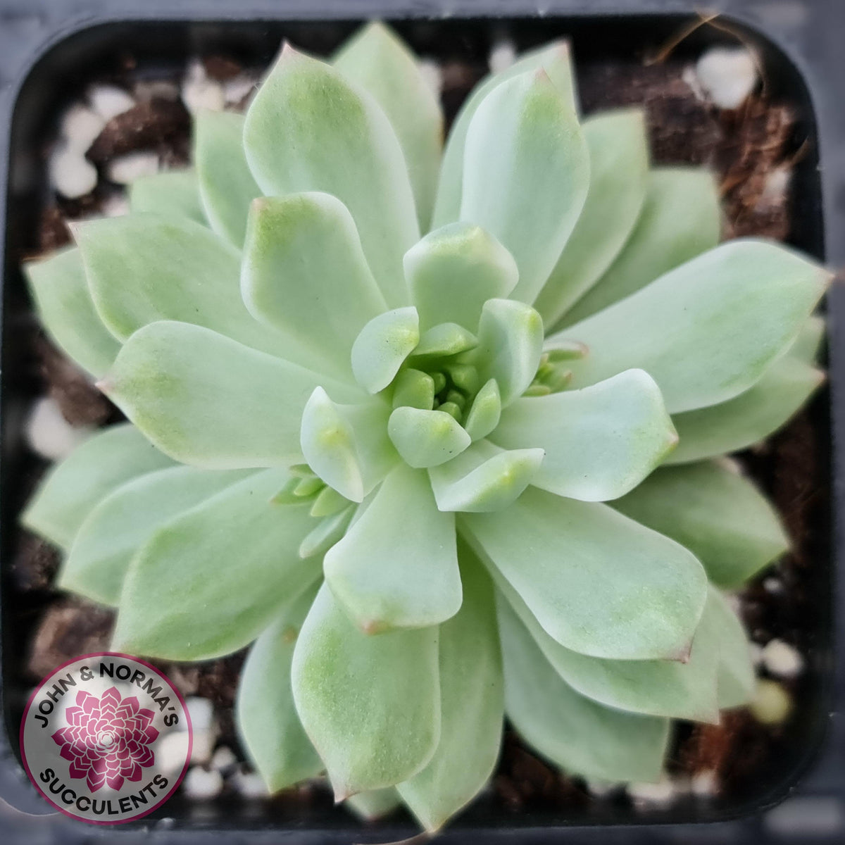 Sedeveria Markus Silk Variegation