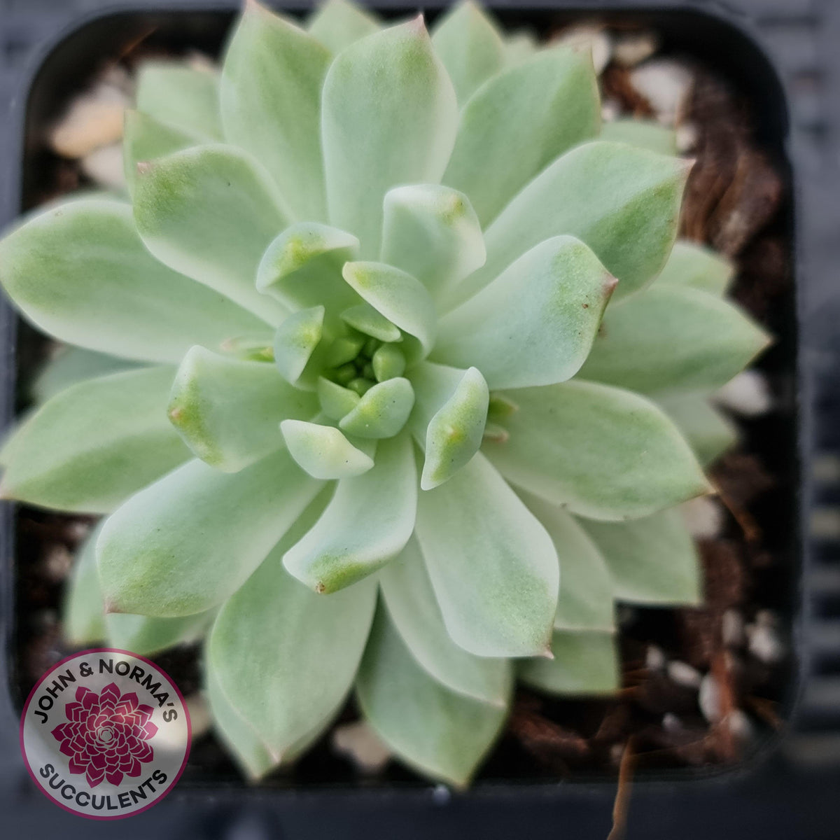 Sedeveria Markus Silk Variegation