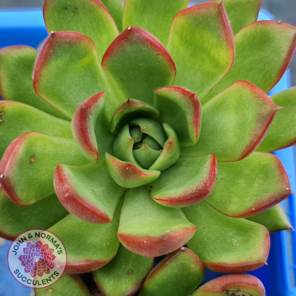 Echeveria Benimusume