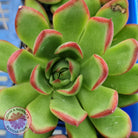 Echeveria Benimusume