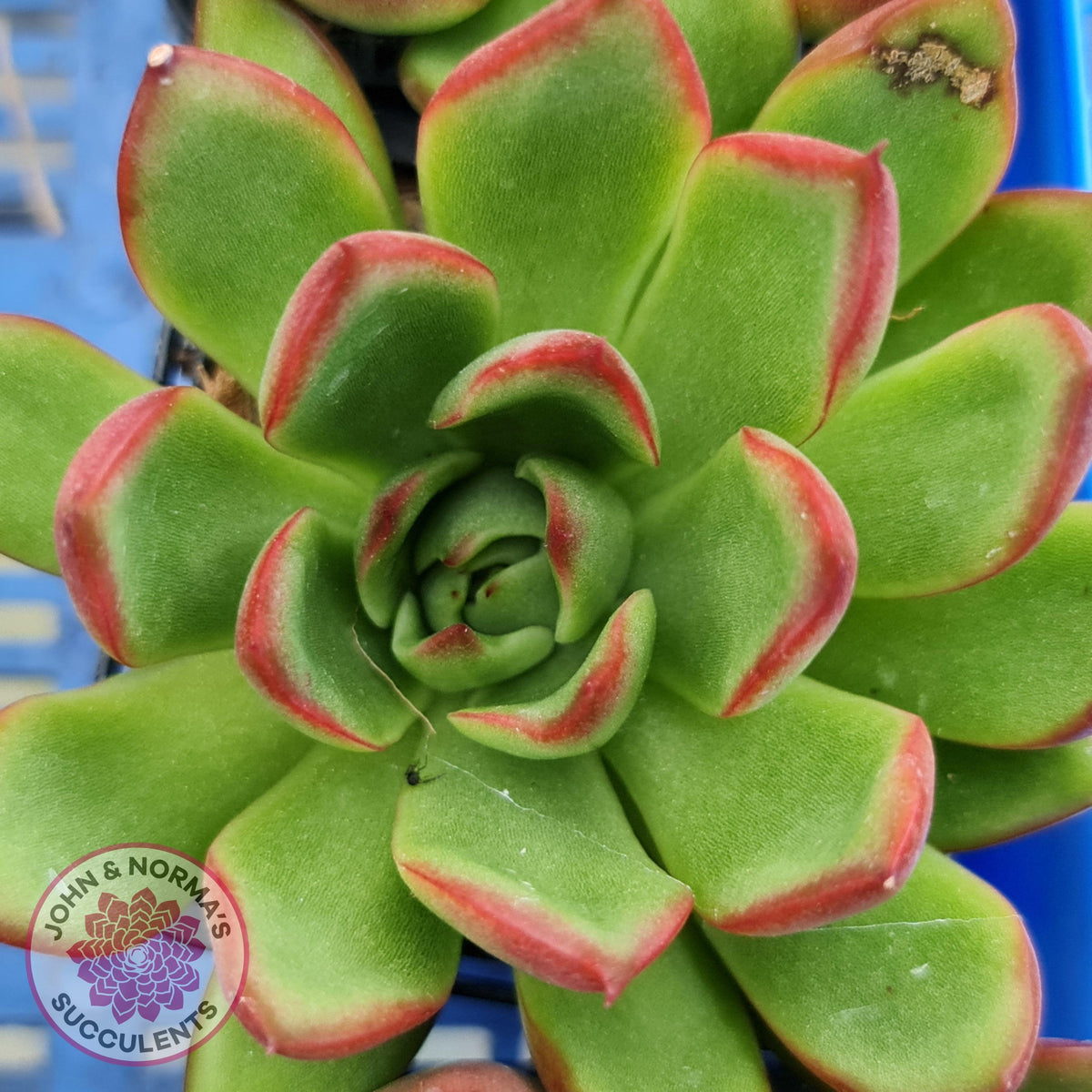 Echeveria Benimusume