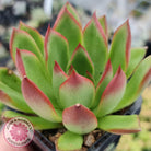 Echeveria Benimusume