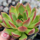 Echeveria Benimusume