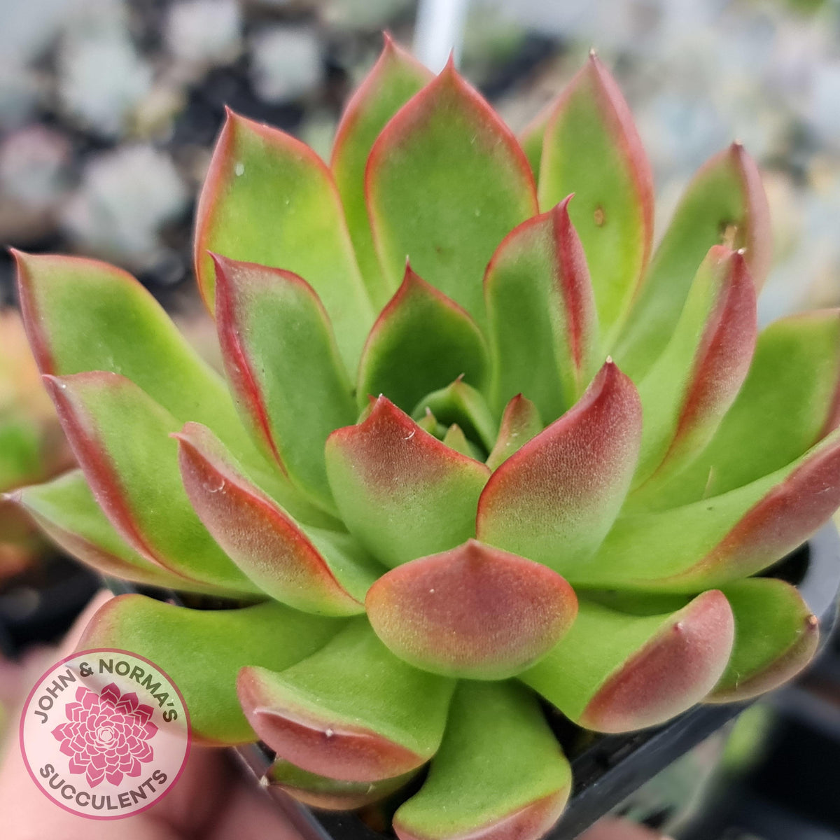 Echeveria Benimusume