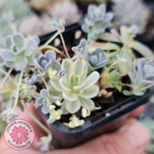 Load image into Gallery viewer, Orostachys iwarenge var. boehmeri - Variegated Chinese Dunce Cap - Cuttings - John &amp; Norma&#39;s Succulents
