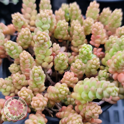 Sedum Album - John & Norma's Succulents