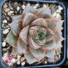 Echeveria purpusorum