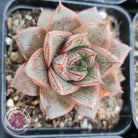 Echeveria purpusorum