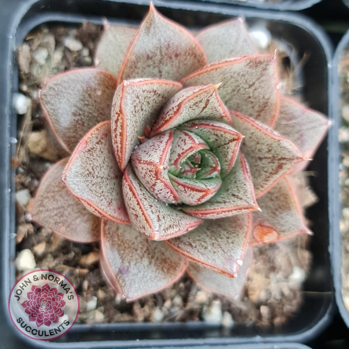 Echeveria purpusorum