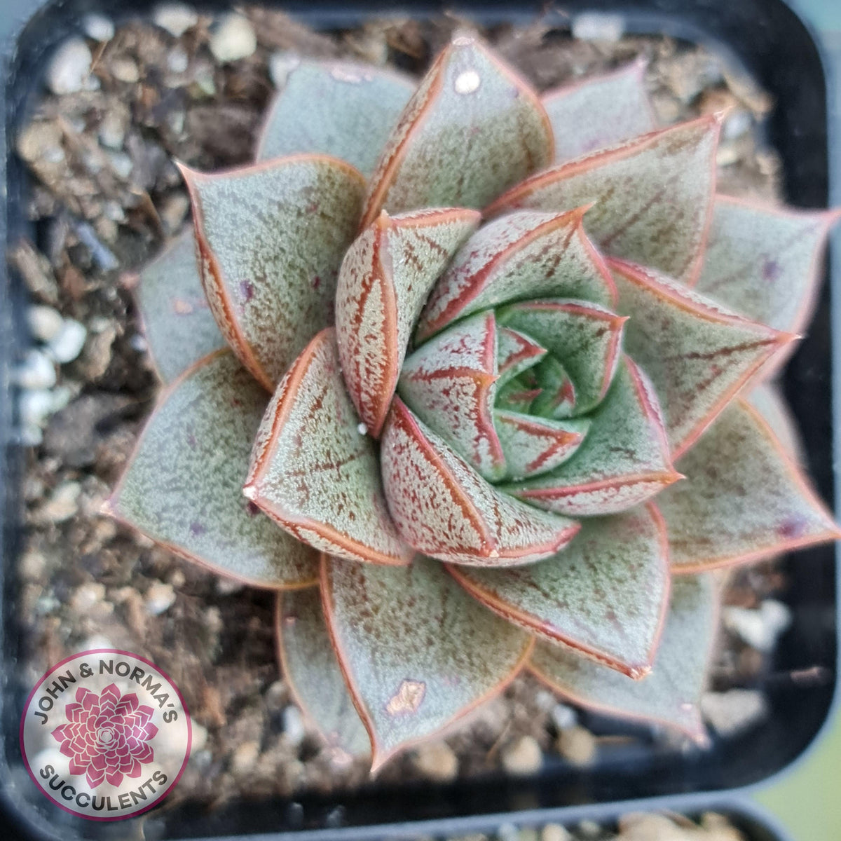 Echeveria purpusorum